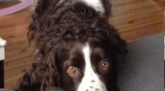 Німецький спанієль